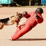 Dog attack scenario representing dog bite injury claims in Illinois